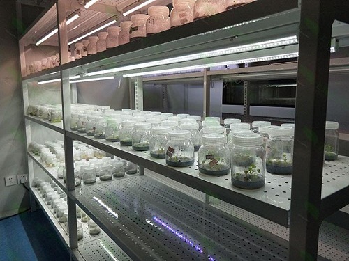 祁县植物组织培养实验室设计建设方案